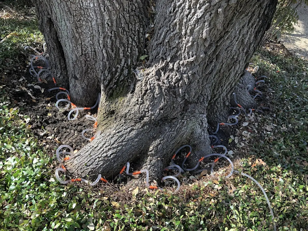 Detailed Tree Cabling and Bracing job site in King And Queen Court House