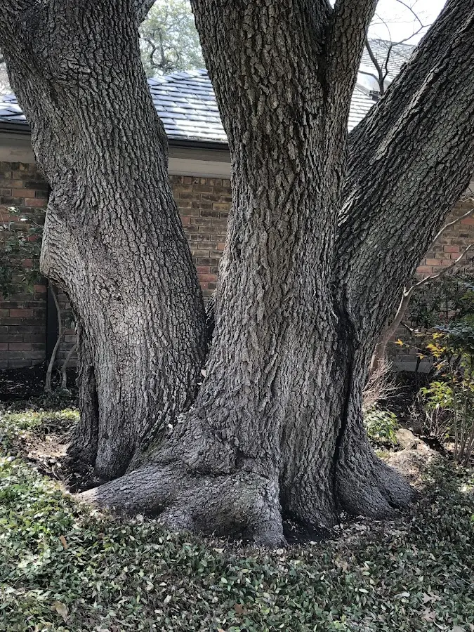 Mature heritage tree close to a King And Queen Court House property cared for by certified arborists